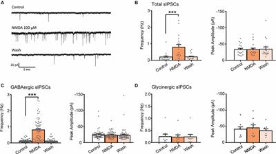 Modulation of GABAergic Synaptic Transmission by NMDA Receptors in the Dorsal Horn of the Spinal Cord